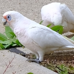 Cacatua sanguinea at Florey, ACT - 17 Feb 2020 10:30 AM