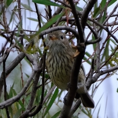 Pachycephala rufiventris (Rufous Whistler) at Melba, ACT - 17 Feb 2020 by Kurt