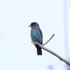 Eurystomus orientalis (Dollarbird) at Melba, ACT - 17 Feb 2020 by Kurt