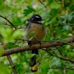 Rhipidura albiscapa (Grey Fantail) at Melba, ACT - 17 Feb 2020 by Kurt