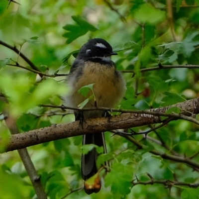 Rhipidura albiscapa (Grey Fantail) at Melba, ACT - 17 Feb 2020 by Kurt