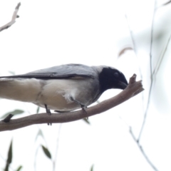 Coracina novaehollandiae (Black-faced Cuckooshrike) at Red Hill to Yarralumla Creek - 17 Feb 2020 by Ct1000