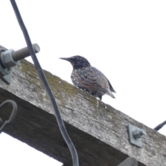 Sturnus vulgaris (Common Starling) at Red Hill to Yarralumla Creek - 17 Feb 2020 by Ct1000