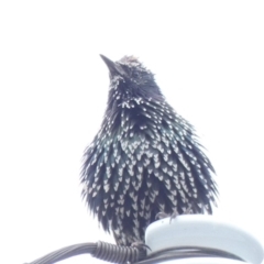 Sturnus vulgaris at Hughes, ACT - 17 Feb 2020 12:44 PM