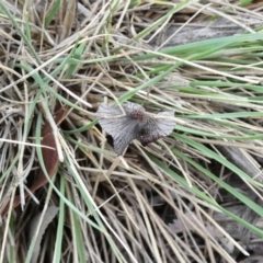 Coprinellus etc. (An Inkcap) at Hughes, ACT - 17 Feb 2020 by Ct1000