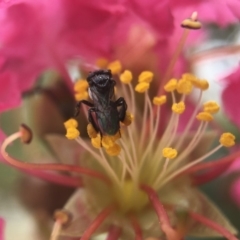 Unidentified Bee (Hymenoptera, Apiformes) at Yarralumla, ACT - 17 Feb 2020 by PeterA