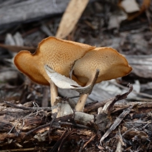 Lentinus arcularius at Hughes, ACT - 17 Feb 2020 12:00 AM