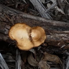 Lentinus arcularius at Hughes, ACT - 17 Feb 2020 12:00 AM