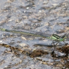 Ischnura heterosticta (Common Bluetail Damselfly) at Majura, ACT - 16 Feb 2020 by jbromilow50