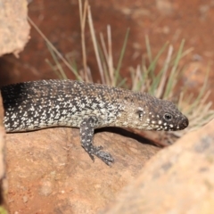 Egernia cunninghami (Cunningham's Skink) at Hackett, ACT - 16 Feb 2020 by TimL