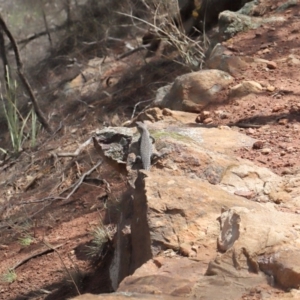 Egernia cunninghami at Hackett, ACT - 16 Feb 2020