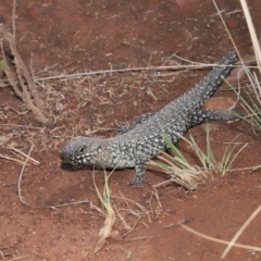 Egernia cunninghami at Hackett, ACT - 16 Feb 2020