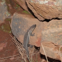 Egernia cunninghami at Hackett, ACT - 16 Feb 2020