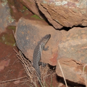 Egernia cunninghami at Hackett, ACT - 16 Feb 2020 11:59 AM