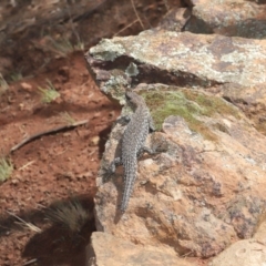 Egernia cunninghami at Hackett, ACT - 16 Feb 2020