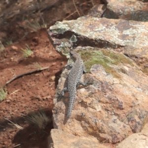 Egernia cunninghami at Hackett, ACT - 16 Feb 2020 11:59 AM