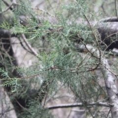 Callitris sp. at Mongarlowe River - 16 Feb 2020 by LisaH