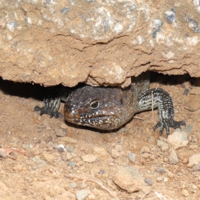 Egernia cunninghami (Cunningham's Skink) at Mount Majura - 16 Feb 2020 by TimL