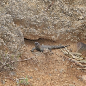 Egernia cunninghami at Hackett, ACT - 16 Feb 2020