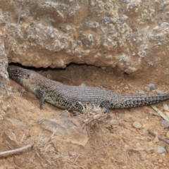 Egernia cunninghami at Hackett, ACT - 16 Feb 2020