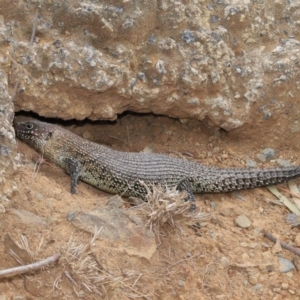 Egernia cunninghami at Hackett, ACT - 16 Feb 2020 12:39 PM