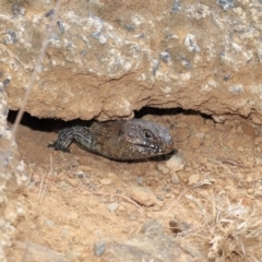 Egernia cunninghami at Hackett, ACT - 16 Feb 2020