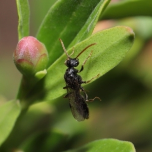 Formicidae (family) at Evatt, ACT - 11 Feb 2020