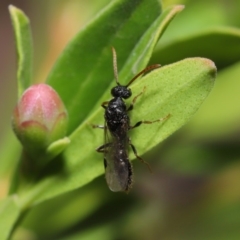 Formicidae (family) at Evatt, ACT - 11 Feb 2020