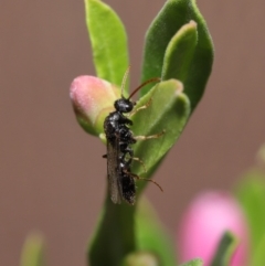 Formicidae (family) at Evatt, ACT - 11 Feb 2020