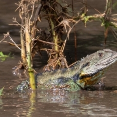 Intellagama lesueurii howittii (Gippsland Water Dragon) at Stony Creek - 16 Feb 2020 by CedricBear