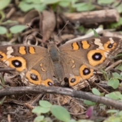 Junonia villida (Meadow Argus) at Stony Creek - 16 Feb 2020 by CedricBear