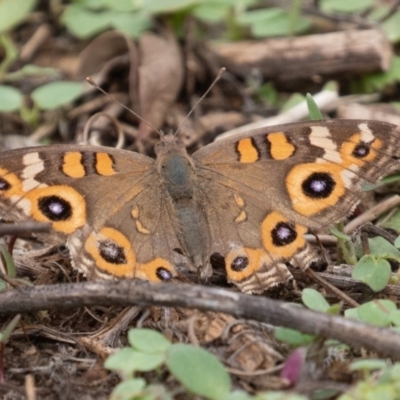 Junonia villida (Meadow Argus) at Stony Creek - 16 Feb 2020 by CedricBear