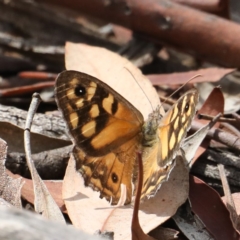 Geitoneura klugii (Marbled Xenica) at Mount Ainslie - 16 Feb 2020 by jb2602