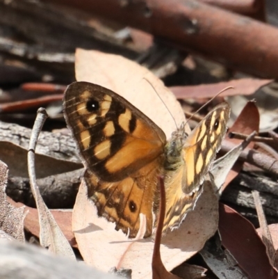 Geitoneura klugii (Marbled Xenica) at Majura, ACT - 16 Feb 2020 by jbromilow50