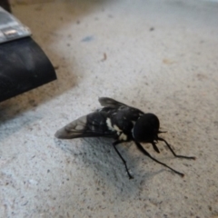 Tabanidae (family) (Unidentified march or horse fly) at Tathra Public School - 17 Feb 2020 by TathraPreschool