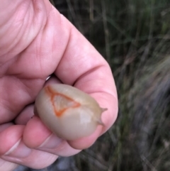 Triboniophorus graeffei (Red Triangle Slug) at South Durras, NSW - 13 Feb 2020 by joslynvdm@gmail.com