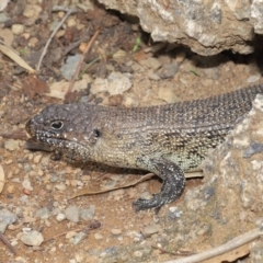 Egernia cunninghami (Cunningham's Skink) at Hackett, ACT - 16 Feb 2020 by TimL