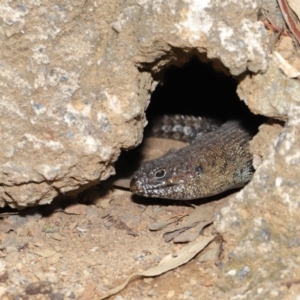 Egernia cunninghami at Hackett, ACT - 16 Feb 2020 12:40 PM