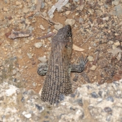 Egernia cunninghami at Hackett, ACT - 16 Feb 2020 12:40 PM