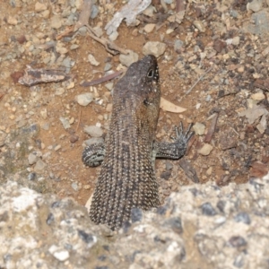 Egernia cunninghami at Hackett, ACT - 16 Feb 2020 12:40 PM