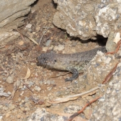 Egernia cunninghami at Hackett, ACT - 16 Feb 2020