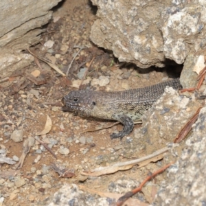 Egernia cunninghami at Hackett, ACT - 16 Feb 2020 12:40 PM