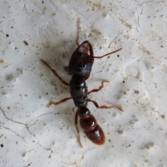 Amblyopone australis (Slow Ant) at Uriarra Village, ACT - 17 Feb 2020 by Christine