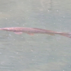 Cyprinus carpio (Common Carp) at Cotter Reserve - 17 Feb 2020 by Christine