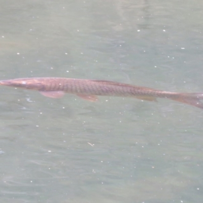 Cyprinus carpio (Common Carp) at Cotter Reserve - 17 Feb 2020 by Christine