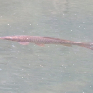 Cyprinus carpio at Paddys River, ACT - 17 Feb 2020