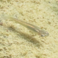 Gambusia holbrooki (Gambusia, Plague minnow, Mosquito fish) at Paddys River, ACT - 17 Feb 2020 by Christine