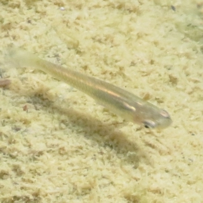Gambusia holbrooki (Gambusia, Plague minnow, Mosquito fish) at Cotter Reserve - 17 Feb 2020 by Christine