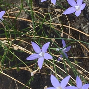 Wahlenbergia capillaris at Molonglo River Reserve - 17 Feb 2020
