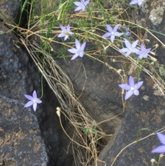 Wahlenbergia capillaris at Molonglo River Reserve - 17 Feb 2020 03:56 PM